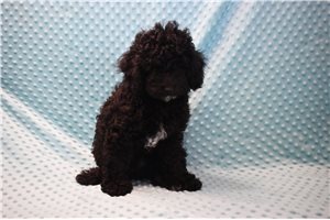 Stetson - Goldendoodle, Mini for sale