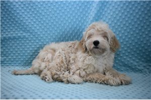 Santiago - Goldendoodle, Mini for sale
