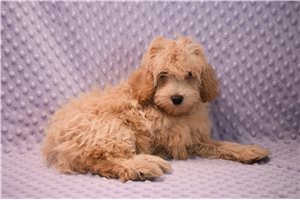 Sadie - Goldendoodle, Mini for sale