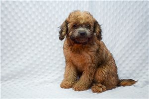 Stella - puppy for sale