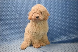 Silas - Goldendoodle, Mini for sale