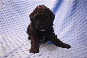 Stetson - puppy for sale