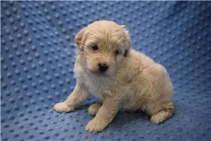 Santiago - puppy for sale