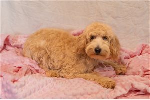 Sadie - Mini Goldendoodle for sale