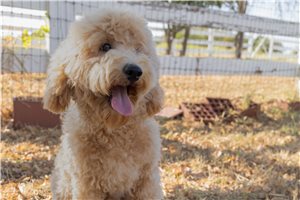 Silas - Mini Goldendoodle for sale