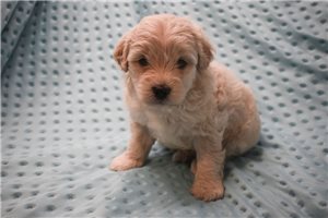 Sebastian - puppy for sale