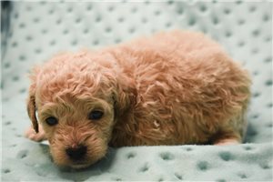 Samuel - puppy for sale