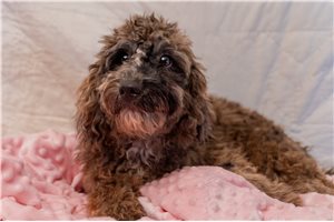 Scarlett - Mini Goldendoodle for sale