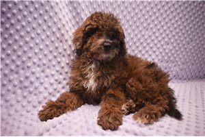 Scarlett - puppy for sale