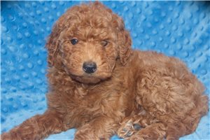 Scooter - Mini Goldendoodle for sale