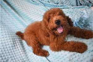 Copper - Poodle, Standard for sale