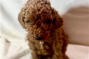 Copper - Poodle, Standard for sale