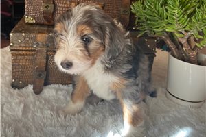 Gwyneth - Bernedoodle, Mini for sale
