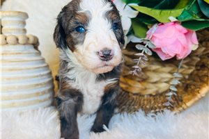 Trace - Bernedoodle, Mini for sale