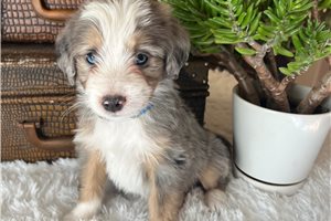 Cooper - puppy for sale