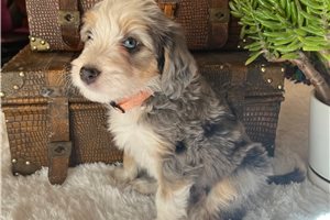 Hallie - puppy for sale