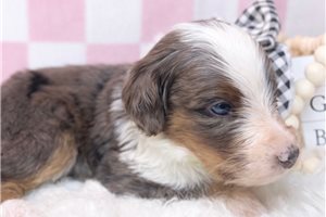 Diesel - Bernedoodle, Mini for sale