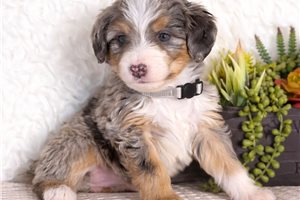Elizabeth - Bernedoodle, Mini for sale
