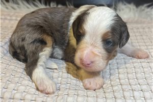 Thomas - Bernedoodle, Mini for sale