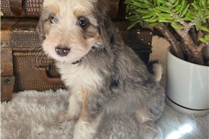 Scarlett - Bernedoodle, Mini for sale