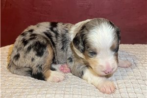 Letitia - puppy for sale
