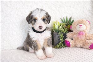 Scarlett - Bernedoodle, Mini for sale