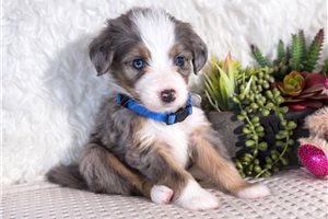 Cooper - Bernedoodle, Mini for sale