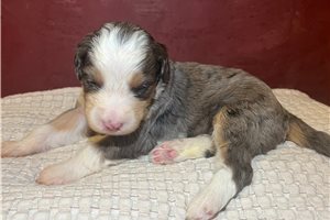 Brie - Bernedoodle, Mini for sale