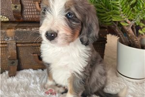 Diesel - puppy for sale