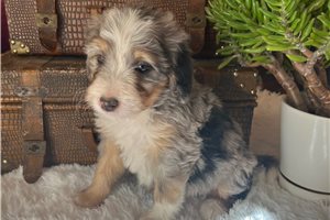 Elizabeth - puppy for sale
