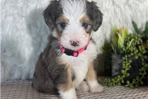 Zoey - Bernedoodle, Mini for sale