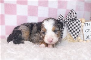 Sebastian - Bernedoodle, Mini for sale