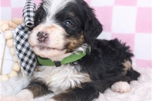 Mark - Bernedoodle, Mini for sale