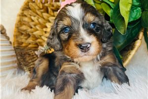 Tommy - puppy for sale