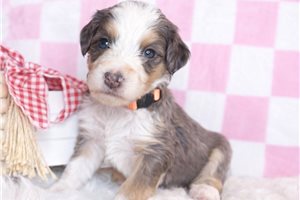 Hallie - Bernedoodle, Mini for sale