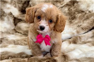 Benjamin - Cavapoo for sale