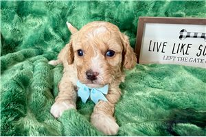 Brooks - puppy for sale