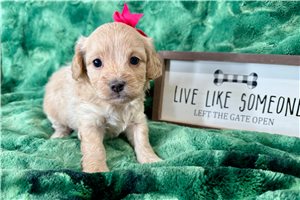 Brielle - puppy for sale