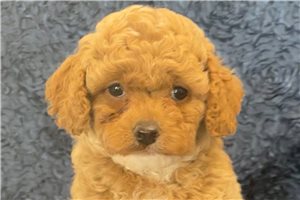 Asher - Cavapoo for sale