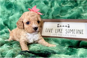 Bailey - Cavapoo for sale