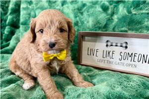 Bennett - puppy for sale