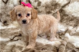 Brielle - Cavapoo for sale