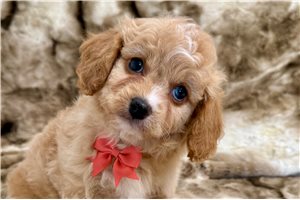 Brooks - Cavapoo for sale