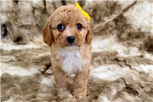 Bailey - Cavapoo for sale