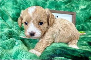 Benjamin - Cavapoo for sale