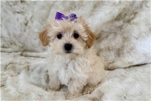 Renata - Malti Poo - Maltipoo for sale