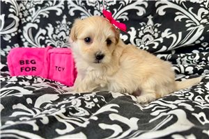 Hana - Malti Poo - Maltipoo for sale