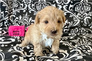 Hayes - puppy for sale