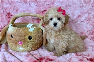 Anastasia - Malti Poo - Maltipoo for sale