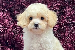Diamond - puppy for sale